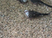 Pied Diamond doves