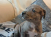Merle and blue merle Staff cross sharpei