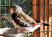 Juvenile Diamond Firetail Finch