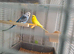 Parrots for sale