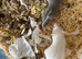 Fancy mice