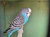 Female blue normal budgie