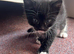 MAINECOON CROSS RUSSIAN BLUE