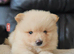 4 beautifull pomeranian boys