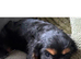 Adorable King Charles caverliers puppies