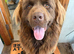 Male Newfoundland