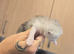 5 x persian mixed X kittens