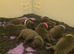 Stunning litter of blue Staffordshirebull terrier puppy's litter of 7 only 3 boys left