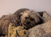 Gorgeous 8 year old Shih Tzu Cross