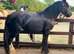 2.yr old cob filly