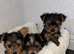 Yorkshire terrier puppies for sale