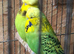 Exposition Budgies and Australian Budgies