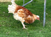 Polish pullet
