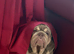 Stunning British Bulldog Lilac & Tan Male