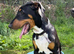 English bull terrier X Doberman