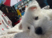 West highland terriers - 2 Boys left