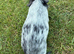 Guinea Pig Sow For Sale