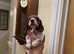 KC Chocolate & Tan Piebald Mini Dachshund Stud &pound;150