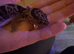 Beautiful fat tail gecko
