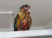 Unsexed Yellow sided green cheek
