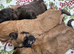 Male Shihpoo Puppy