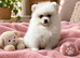 Beautiful White/Cream Pomeranian Puppies