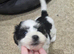 RARE PARTI YORKSHIRE TERRIER GILR