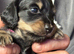 **Mini Long haired KC Dachshund**