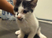 Kittens looking for forever home