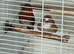 Zebra finch pair