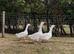 3 Embden ganders for sale