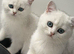 *y; Courtesy Sale - Beautiful British Shorthair Kittens Looking for Loving Homes