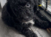 Cockapoo 1 brown boy 2 black girls ready to leave 16th September