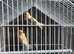 Canaries