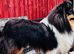 Beautiful tri colour Shetland sheepdog bitch