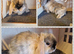 Mini lop kits available to reserve