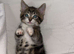 5 beautiful kittens