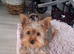 Mixed breed puppy for sale