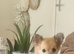 Beautiful Purebred Chihuahua Puppy Boy-Ready 6th June