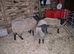 3 Suffolk weather lambs 1 Cross ewe lamb.