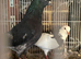 Free 20 pigeons