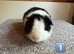 Teddy Boars & A Swiss Boar