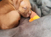 Puppy staffy x American pocket bully