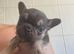 French bulldog female gorgeous compact puppy