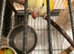 Tame yellow quaker