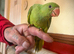 4 handreared Ringnecks