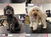 KC’s Canine Spa - Waterlooville- Dog Grooming