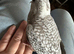 Beautiful cockatiel