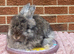 Angora buck available