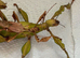 Lichen gene Giant prickly stick insect pair (Extatosoma tiaratum "Innisfail")